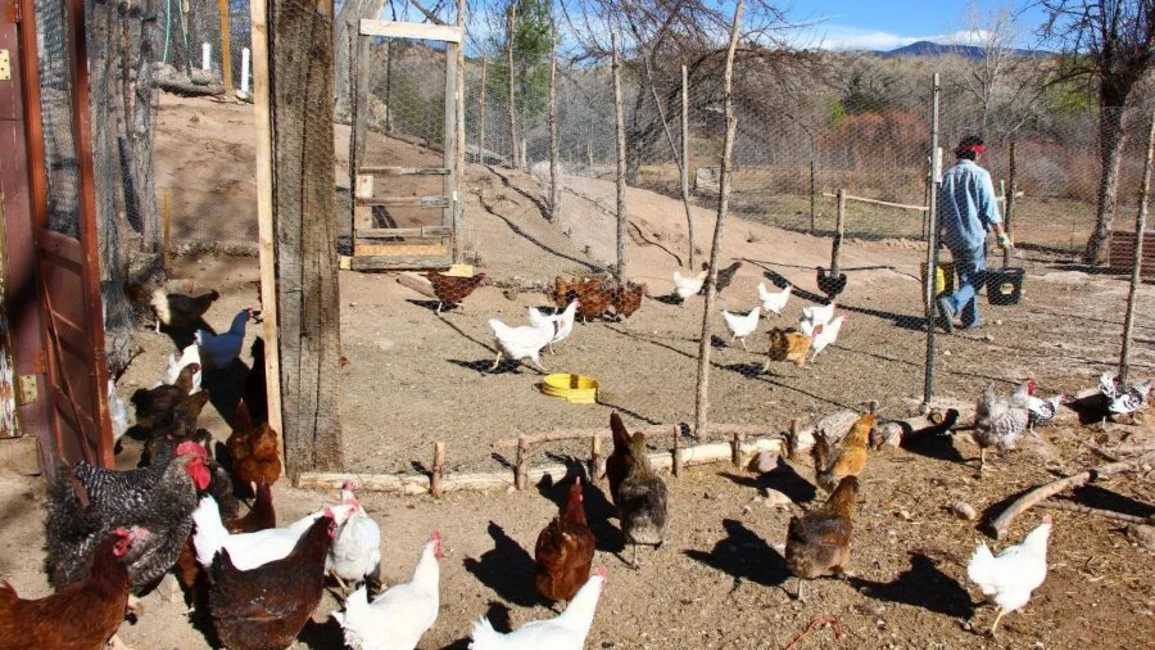 La gripe aviar no se contrae por consumo de carne de ave o huevos