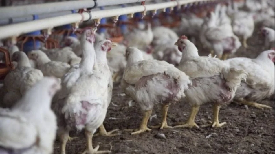 Desde dónde traen las aves la gripe aviar que llegó a la Argentina