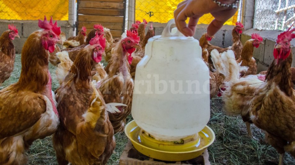 En alerta: Analizan en Salta más casos sospechosos de gripe aviar