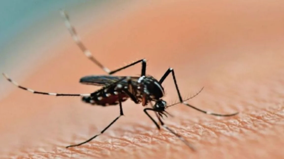 En una semana aumentaron un 252% los casos de dengue en el país