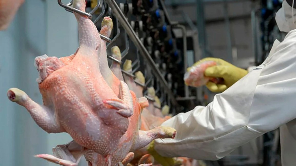Gripe aviar: en Salta se faena cerca de un millón de pollos por mes