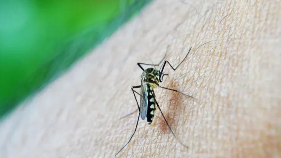 Confirmaron que en Orán, Güemes y San Martín hay circulación comunitaria de dengue