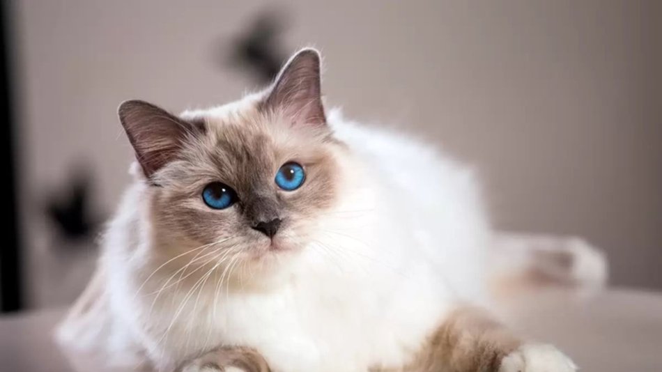 Día Internacional del Gato: ¿Porqué se celebra hoy y dos veces más en el año?
