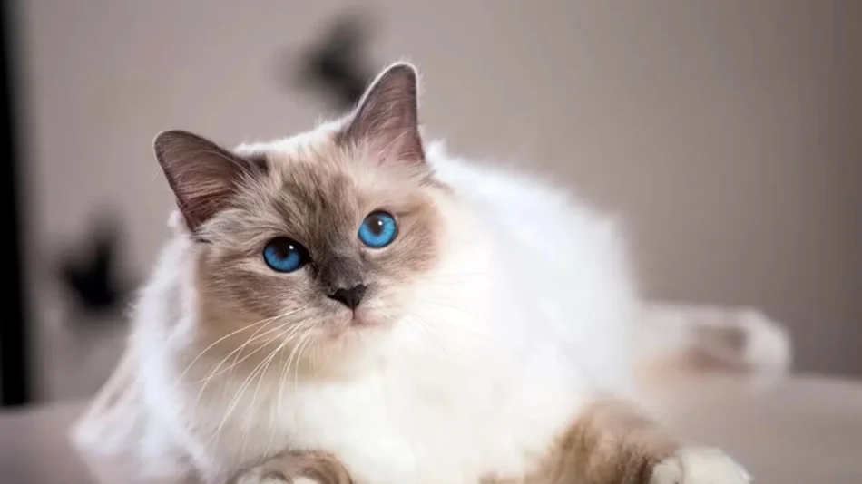 Día Internacional del Gato: ¿Porqué se celebra hoy y dos veces más en el año?