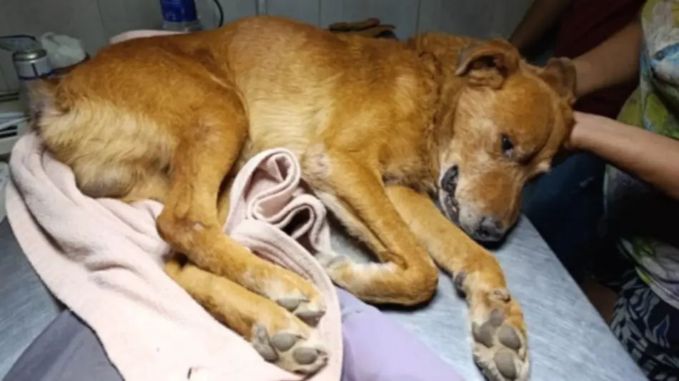 Abuso de Rabito: imputado por crueldad animal a un hombre de 60 años en Campo Santo