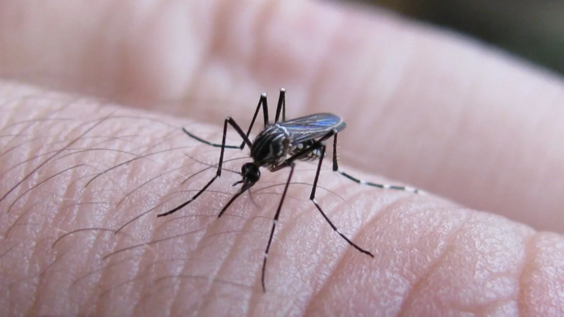 Reportan el quinto caso de dengue en Salta y hay alerta en la región
