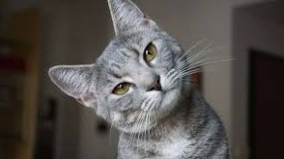 Día del Gato: ¿por qué se celebra el 20 de febrero?