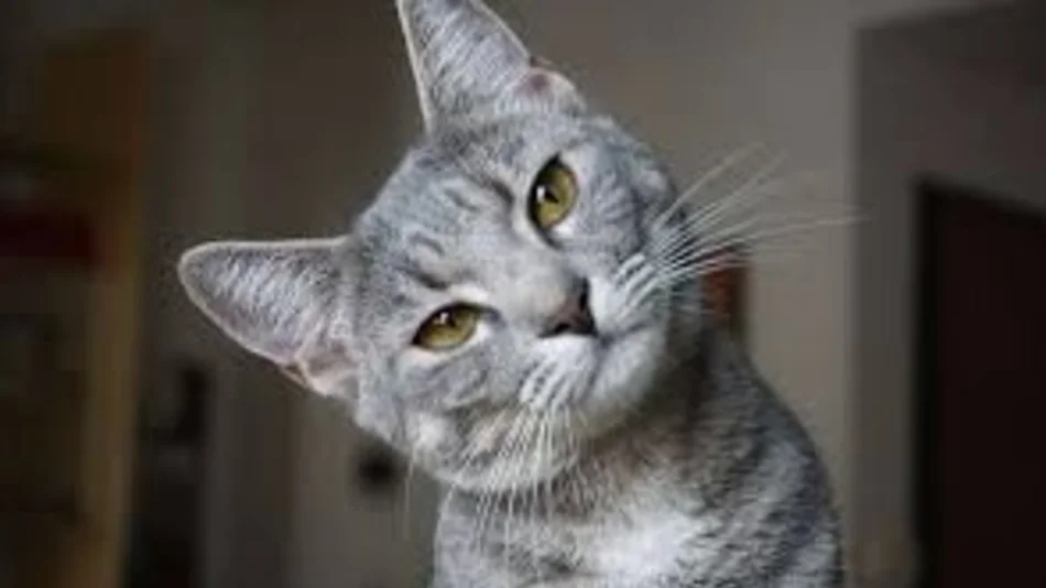 Día del Gato: ¿por qué se celebra el 20 de febrero?
