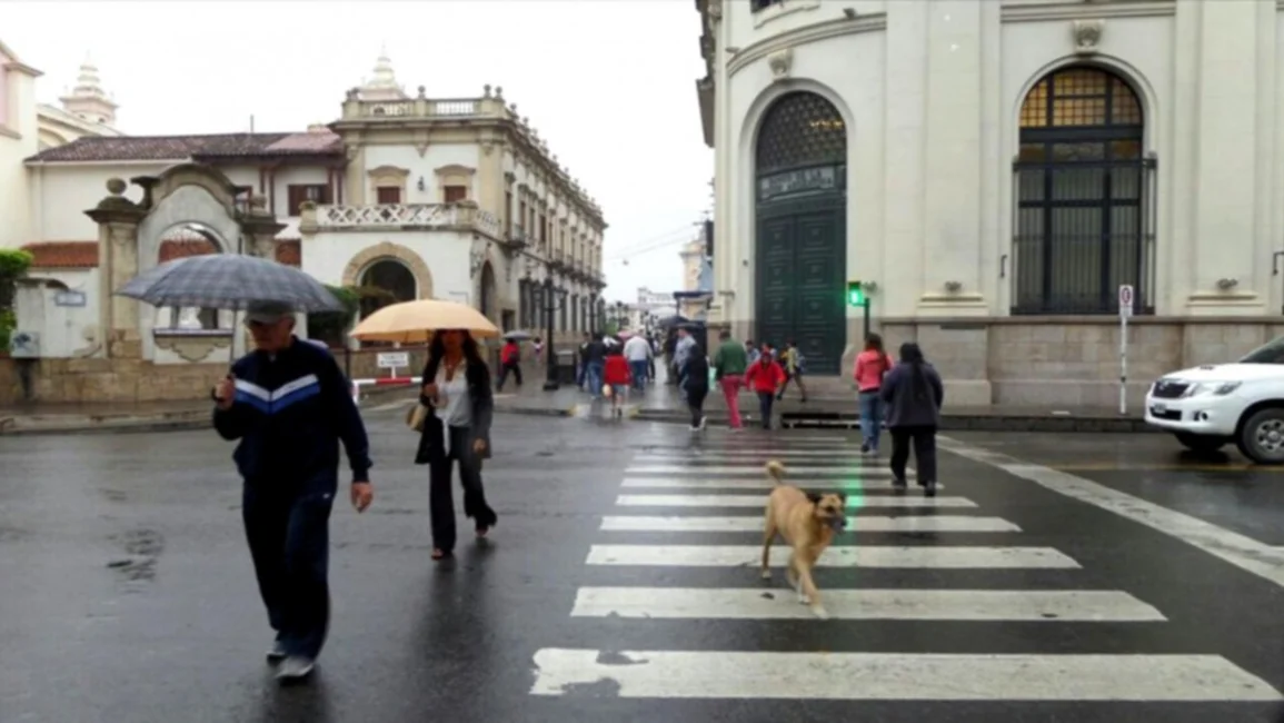 Los perros callejeros dan el ejemplo en el uso de la senda peatonal