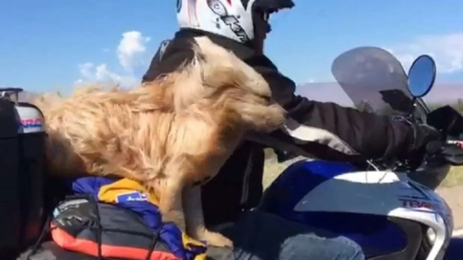 Video: Mirá el perro que recorre el país en moto junto a su dueño 