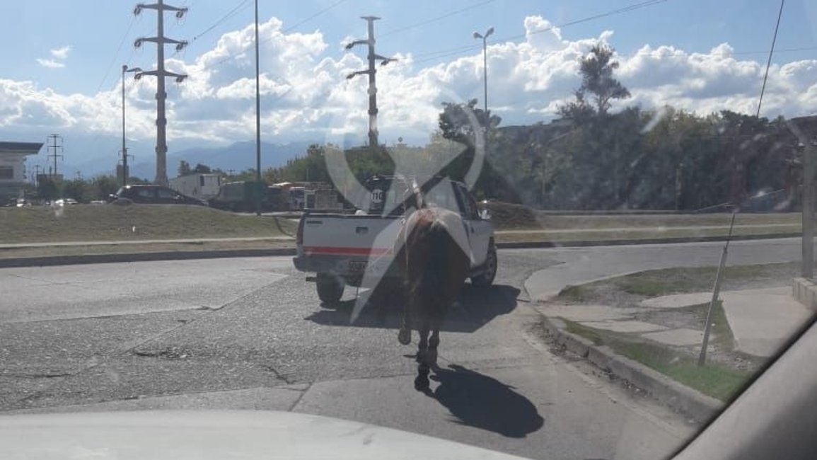 Llevó a un caballo atado a una camioneta por avenida Chile