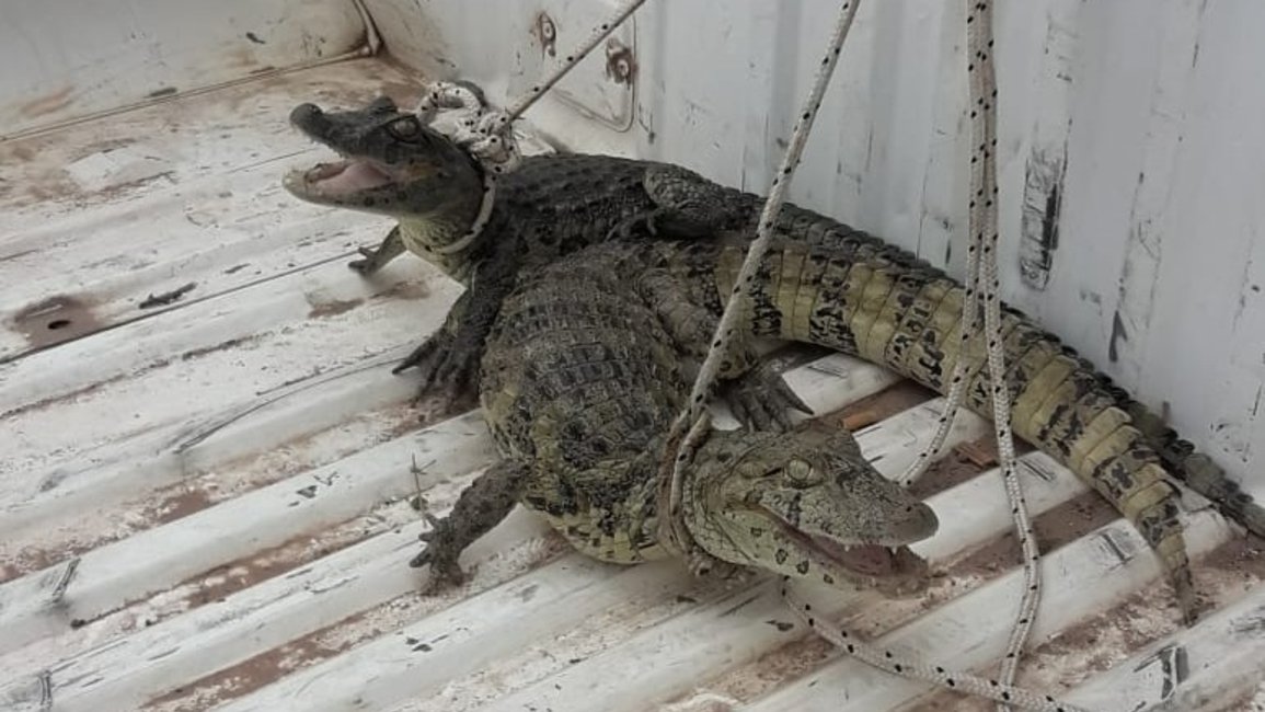 Policía lacustre devolvió tres yacarés a su hábitat natural en Pichanal    