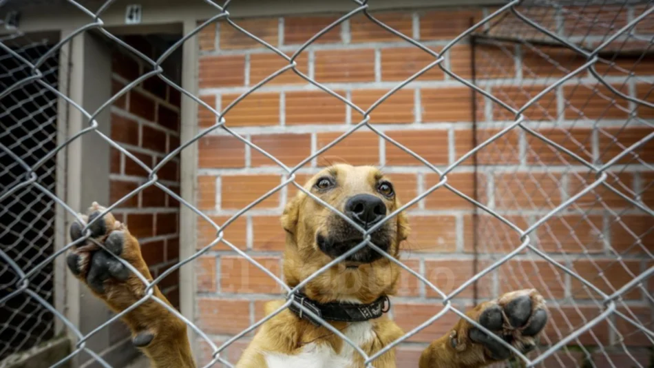 Adoptá un perro y encontrá a tu "mejor amigo"