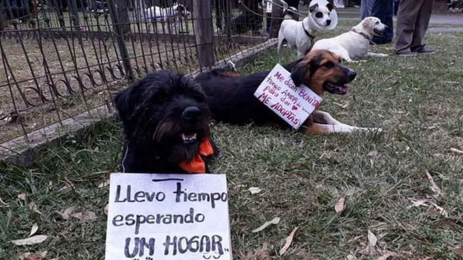 Hasta las 19 podés encontrar a tu mejor amigo