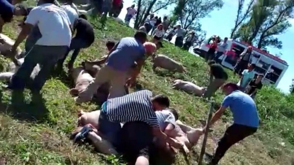 VIDEO Una locura: Desesperación por apropiarse de cerdos tras el vuelco de un camión