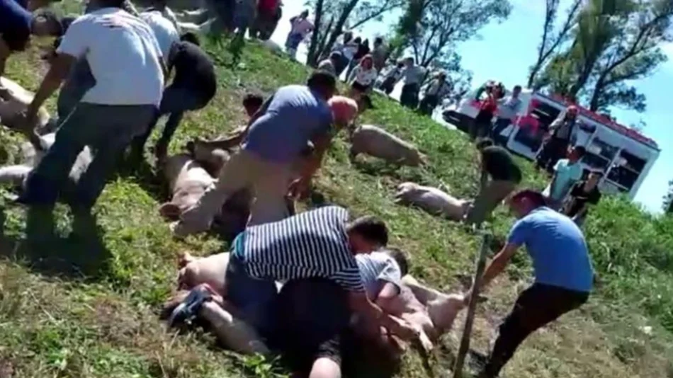 VIDEO Una locura: Desesperación por apropiarse de cerdos tras el vuelco de un camión