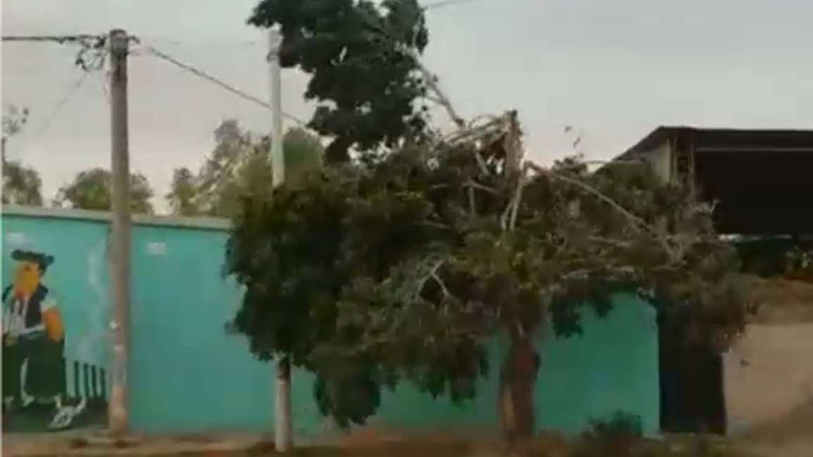 Caída de árboles en el norte por ráfagas, que en algunas zonas llegaron a  80 km/h