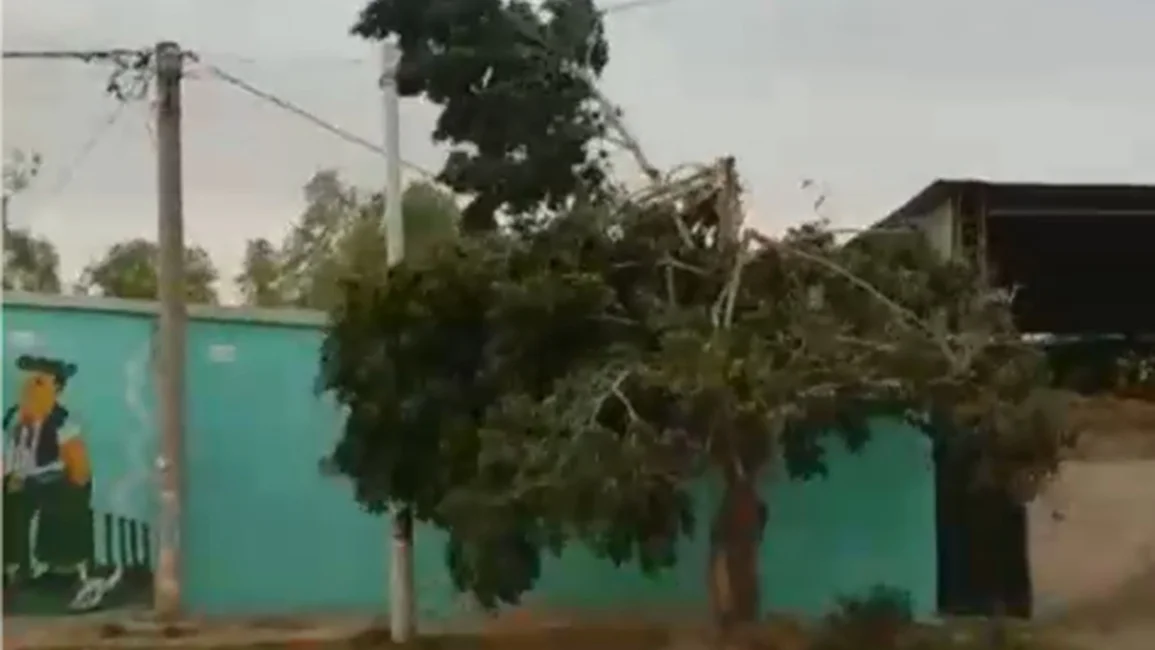 Caída de árboles en el norte por ráfagas, que en algunas zonas llegaron a  80 km/h