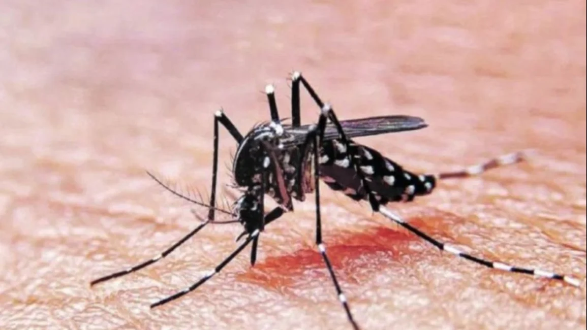 Confirmaron que hay circulación comunitaria de Dengue y Chikungunya en el AMBA