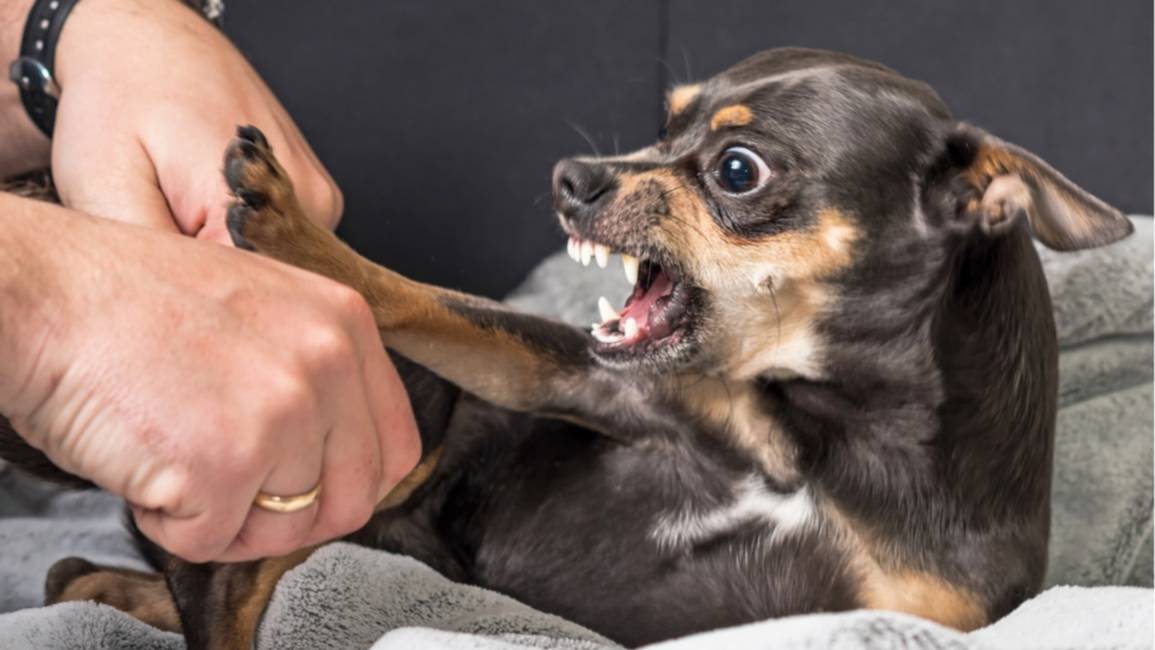 Casi cuatro personas por día son mordidas por un perro en la provincia