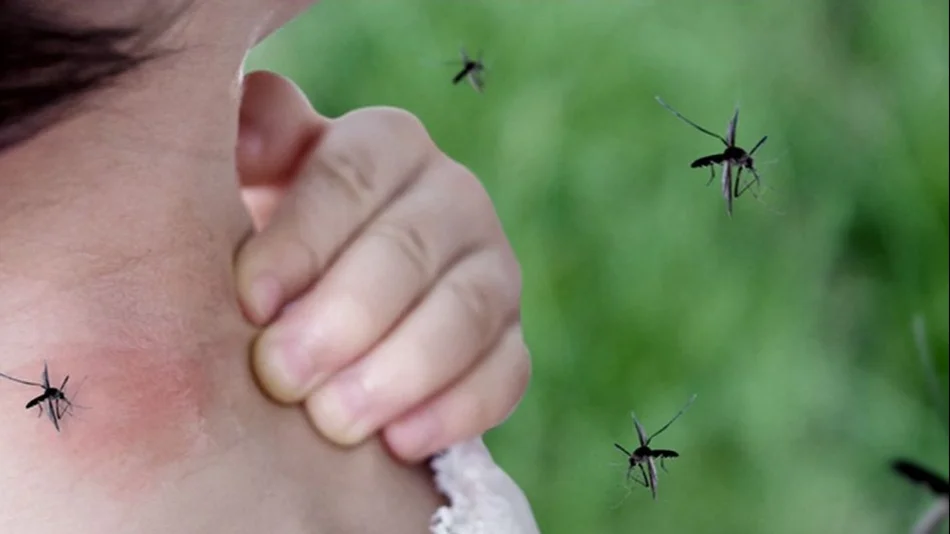 Jujuy registra 468 casos de dengue y una muerte con el diagnóstico de la enfermedad