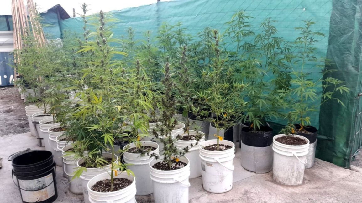 Condenados por robar 11 plantas de marihuana en Cerrillos