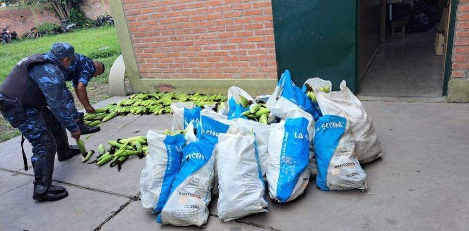 En plena Semana Santa: entraron a robar en la escuela agrícola y se llevaron casi mil choclos