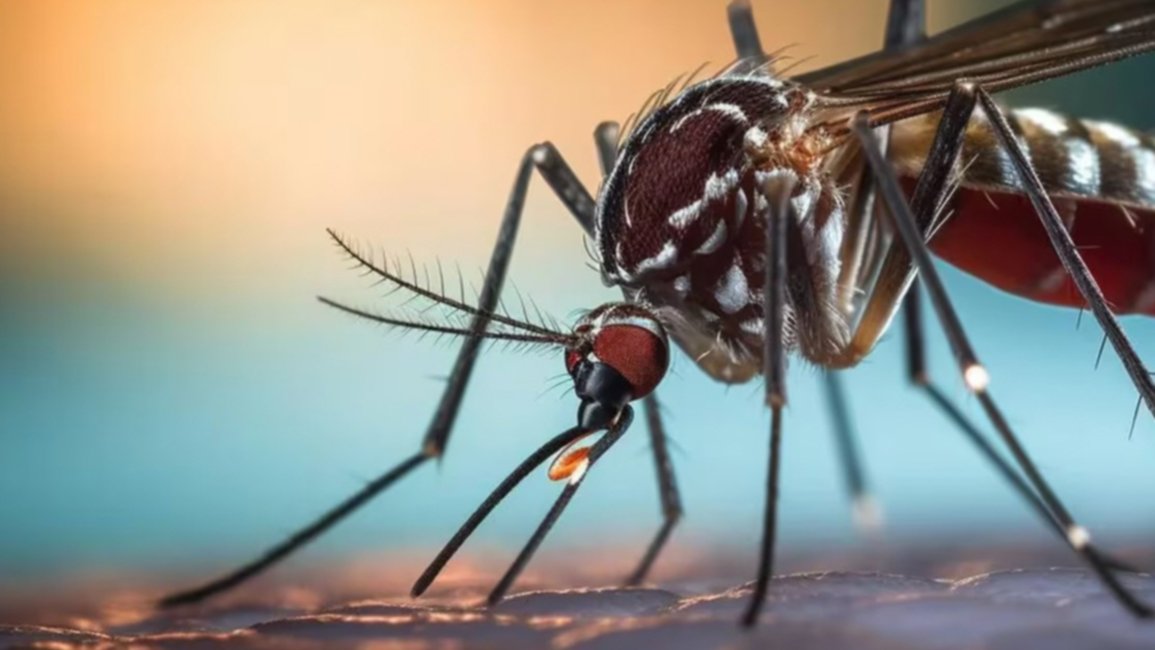 Aumentan los casos de dengue en Salta: suman 14