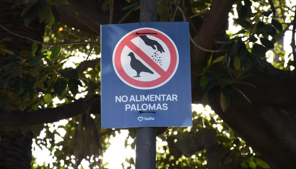 Salta lanza una campaña para controlar la superpoblación de palomas