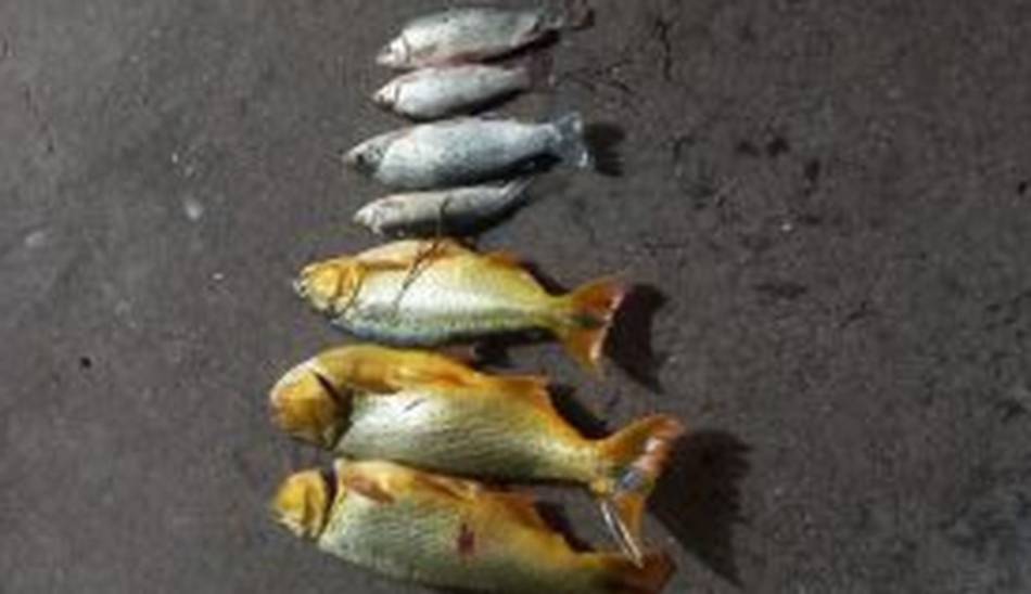 Pesca ilegal en Salta: devolvieron 50 bogas al río y sancionaron a 8 personas- Pesca ilegal en Salta: devolvieron 50 bogas al río y sancionaron a 8 personas
