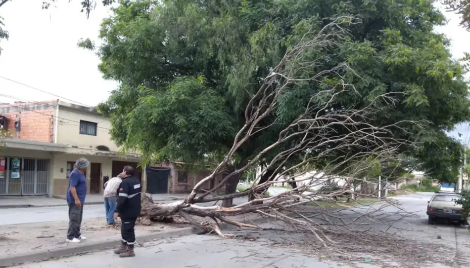 Tormenta en Salta: se registraron 42 incidentes por árboles caídos, postes inclinados y voladuras de techos - Tormenta en Salta: se registraron 42 incidentes por árboles caídos, postes inclinados y voladuras de techos