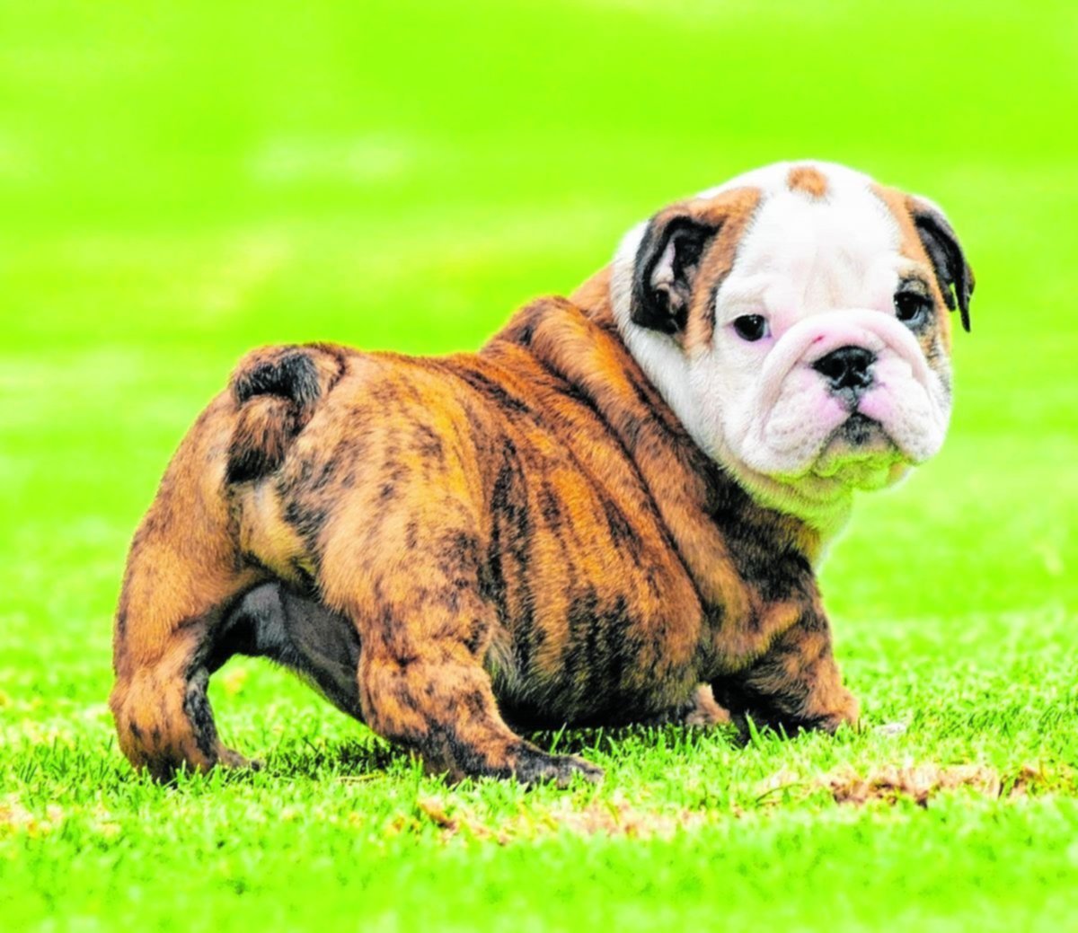 son iguales los bulldogs británicos y los bulldogs ingleses