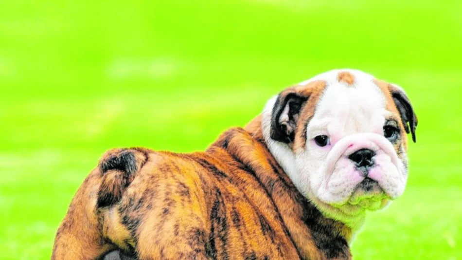 La “interesante fealdad” del bulldog