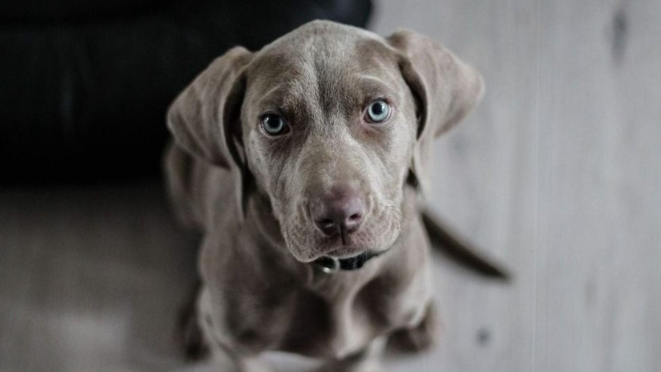 Alarma mundial por un virus que se transmite de perros a humanos