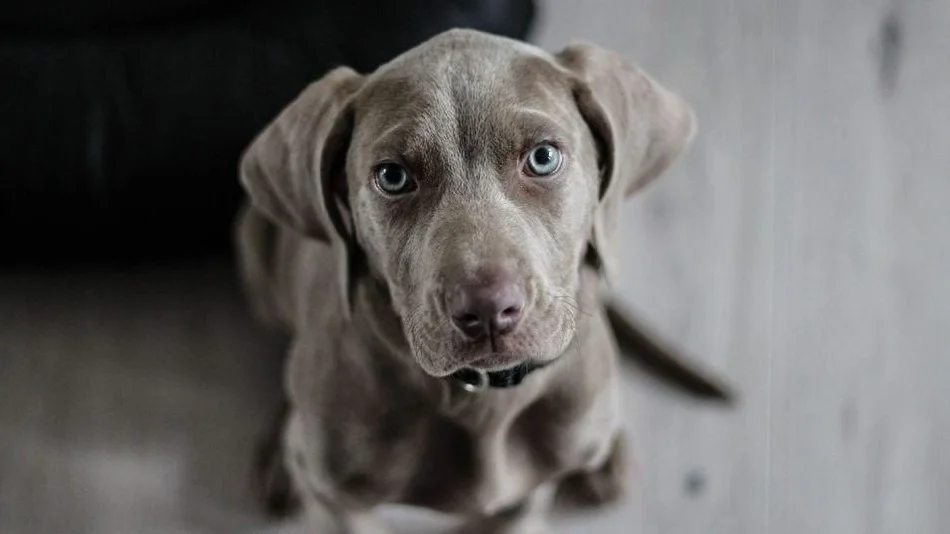 Alarma mundial por un virus que se transmite de perros a humanos