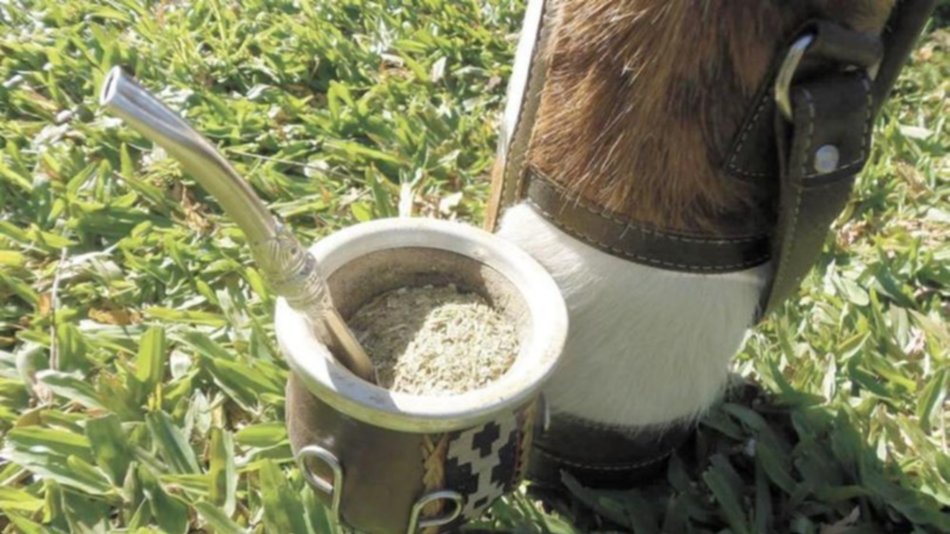 Según un estudio del Conicet, el mate ayudaría a prevenir el Parkinson