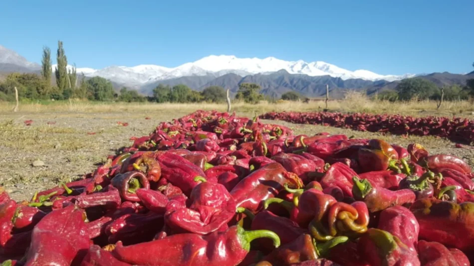 Mirá las imágenes de la nevada en el interior de la provincia