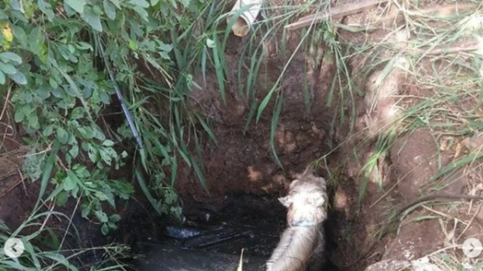 Rescatan un caballo que cayó en una cloaca