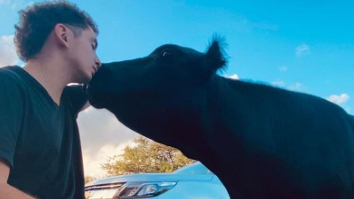 "La viralización de Clota no la esperaba, ni era un objetivo", dijo el dueño de la vaca dócil que es furor en las redes