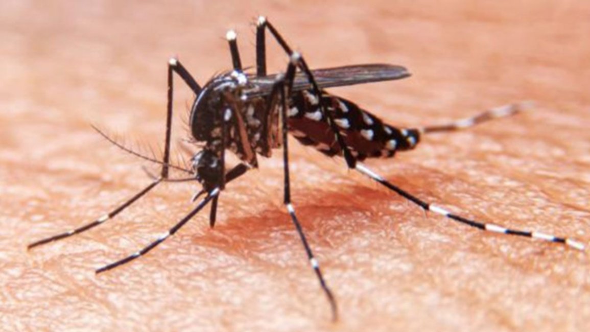 Confirmaron 66 nuevos casos de dengue en Salta y hay otros 14 en estudio 