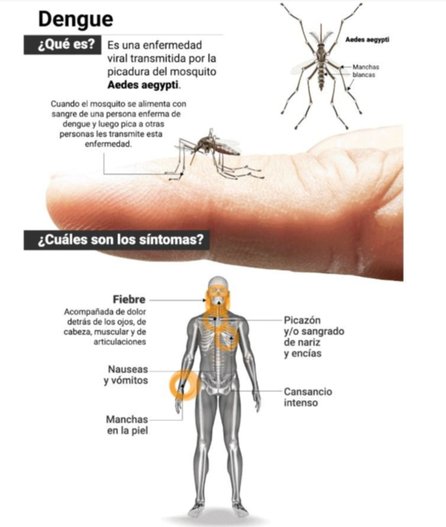 Dengue: en qué momento debo ir a la guardia y cuáles son las tres fases de infección