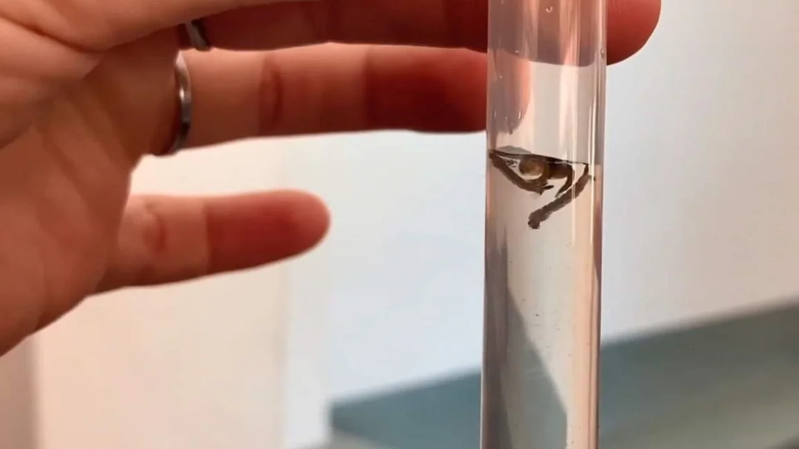 Promueven el uso de un biolarvicida para controlar al Aedes Aegypti