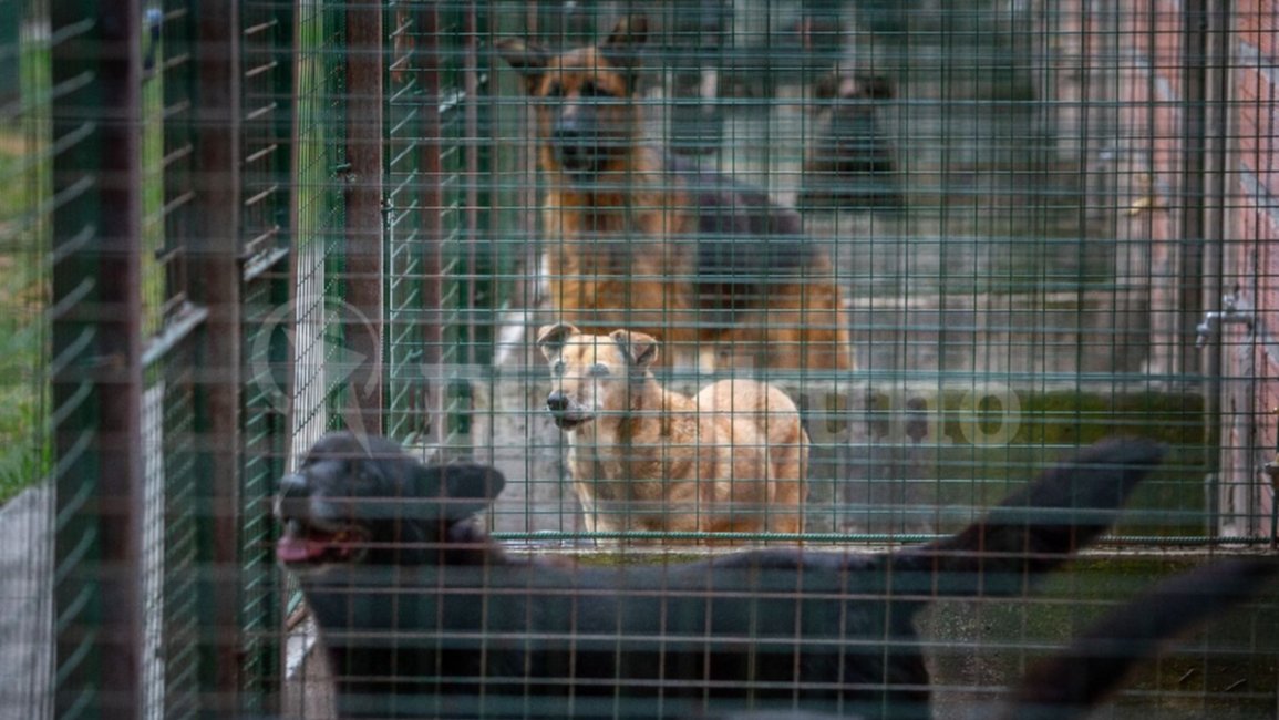 VIDEO. El centro de adopciones Mancilla festeja el Día del Animal con agasajos y paseos