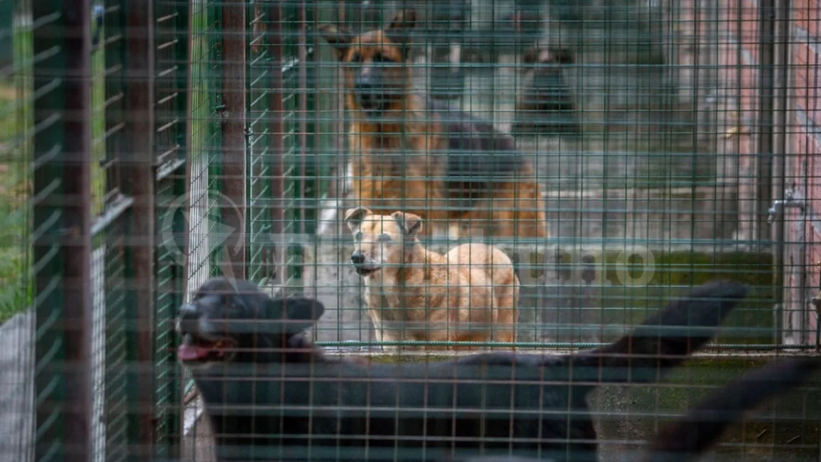 VIDEO. El centro de adopciones Mancilla festeja el Día del Animal con agasajos y paseos
