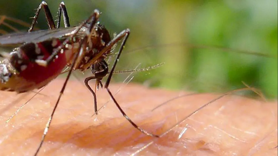 Dengue sin freno: más de 200 mil casos y 161 muertes