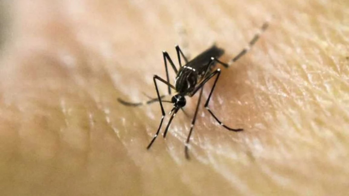 Dengue: llegan a 269 mil los casos en la temporada y ya son cerca de 200 los fallecidos