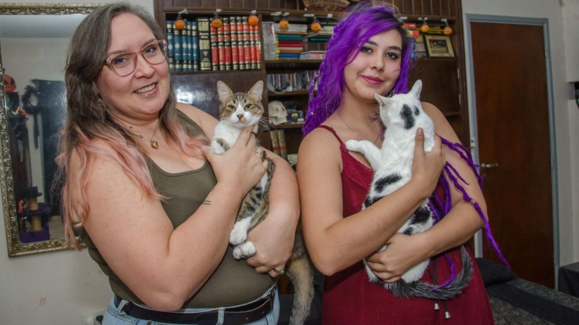 Se aproxima Michi Fest, el primer evento temático sobre gatos en Salta