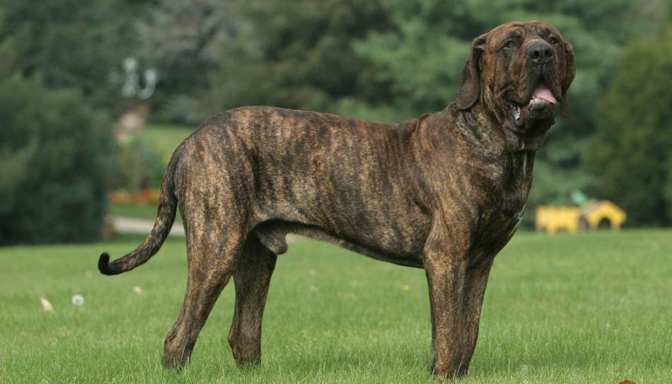 Analizan crear un registro de perros potencialmente peligrosos- Analizan crear un registro de perros potencialmente peligrosos