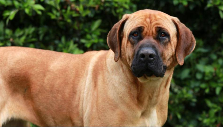 Analizan crear un registro de perros potencialmente peligrosos- Analizan crear un registro de perros potencialmente peligrosos