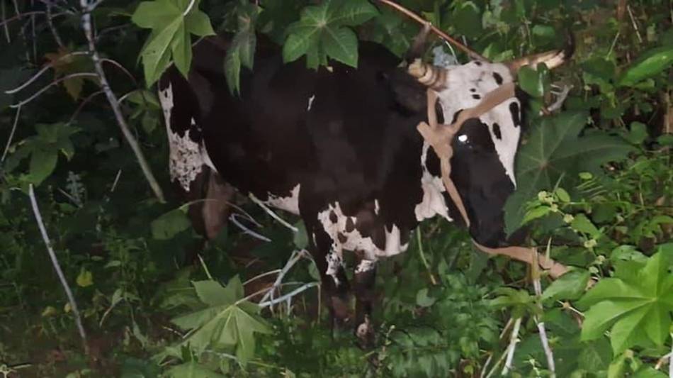 Anta: cuatro detenidos tras una persecución por un intento de abigeato en zona rural